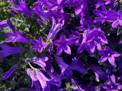 Campanula carpatica 'Kris'