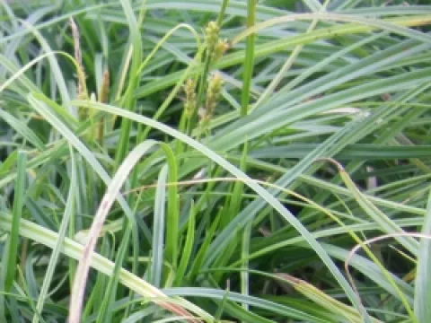 Carex caryophyllea 'The Beatles'