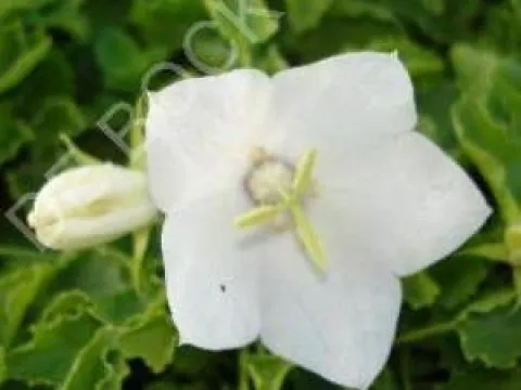 Campanula carpatica 'White Clips'