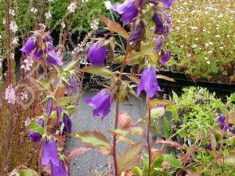 Campanula hybride 'Kent Belle'
