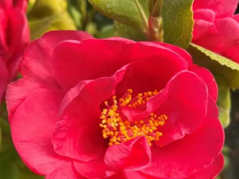 Camellia japonica 'Dr. King'