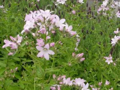 Campanula lactiflora 'Loddon Anna'