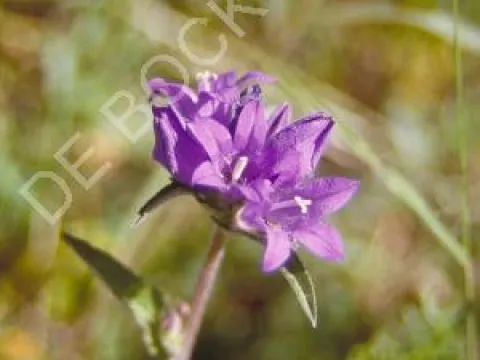 Campanula lactiflora 'Prichard's Variety'