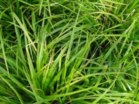 Carex morrowii