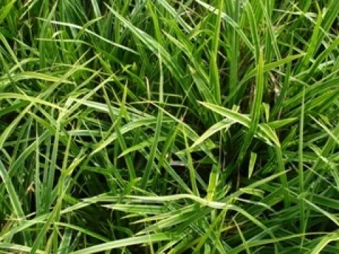 Carex morrowii 'Variegata'