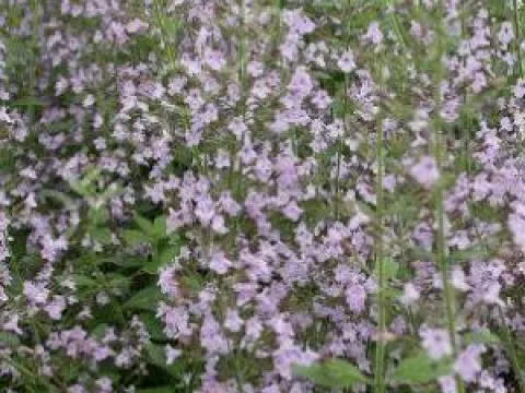 Calamintha nepeta 'Blue Cloud'