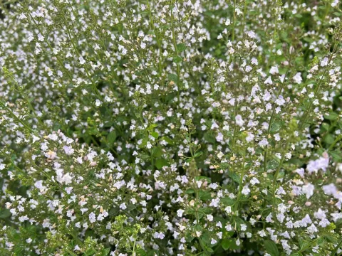 Calamintha nepeta ssp. nepeta
