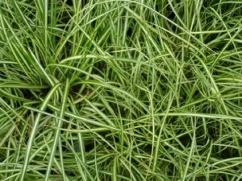 Carex oshimensis 'Evergold'