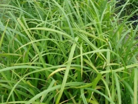 Carex pendula