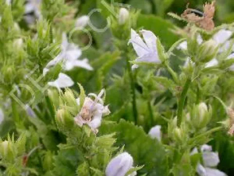 Campanula poscharskyana 'E.H. Frost'