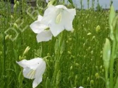 Campanula persicifolia 'Grandiflora Alba'