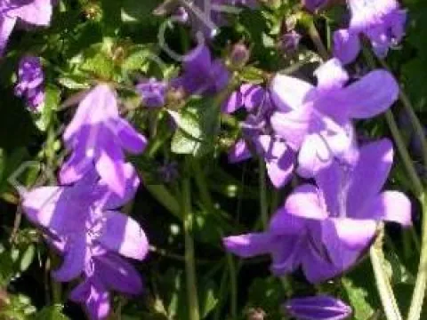 Campanula portenschlagiana