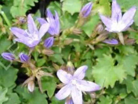 Campanula poscharskyana 'Stella'