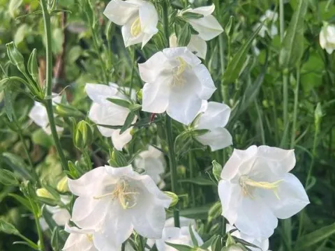 Campanula persicifolia 'Takion White'