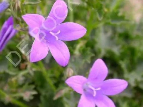 Campanula poscharskyana