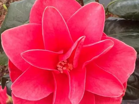 Camellia reticulata 'Mary Williams'