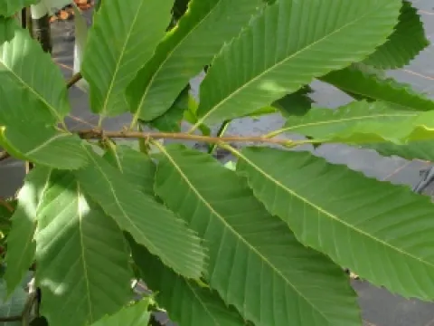 Castanea sativa