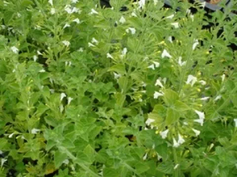 Calamintha sylvatica 'Menthe'