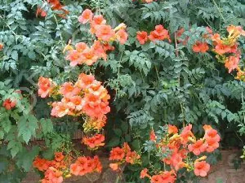 Campsis tagliabuana 'Mme Galen'