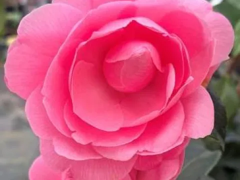 Camellia williamsii 'E.G. Waterhouse'