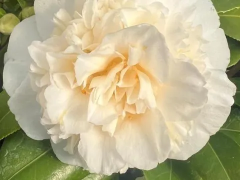 Camellia williamsii 'Jury's Yellow'