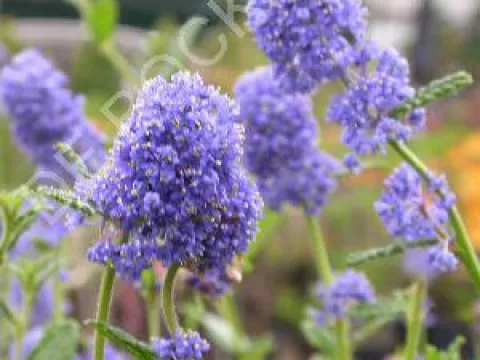 Ceanothus 'Concha'