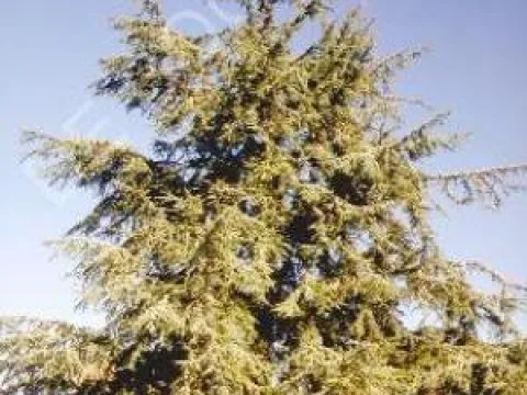 Cedrus atlantica 'Glauca'