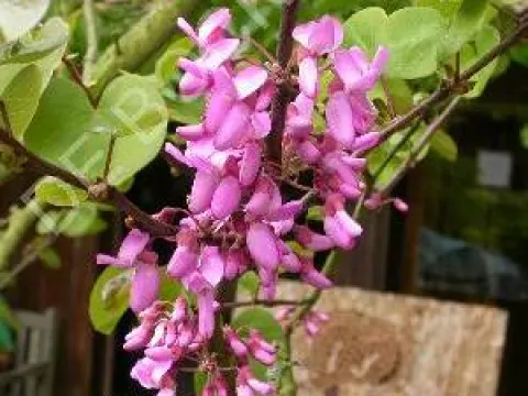 Cercis canadensis