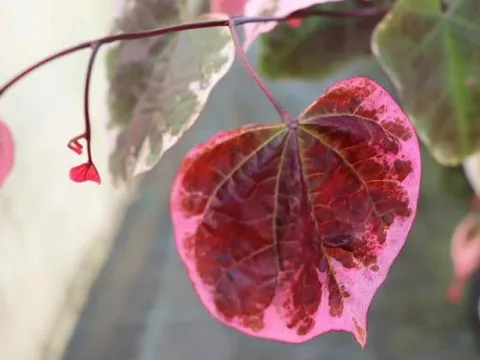 Cercis canadensis 'Carolina Sweetheart'