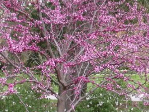 Cercis canadensis 'Forest Pansy'