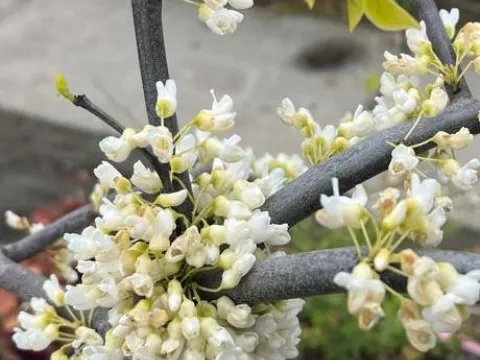 Cercis canadensis 'Vanilla Twist'