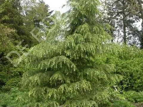 Cedrus deodara
