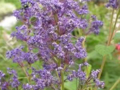 Ceanothus delilianus 'Henri Défossé'