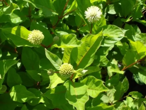 Cephalanthus occidentalis