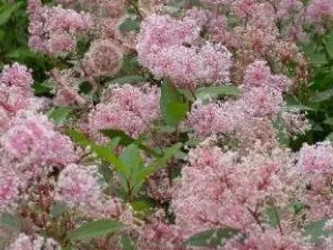 Ceanothus pallidus 'Marie Simon'