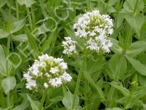 Centranthus ruber 'Albus'