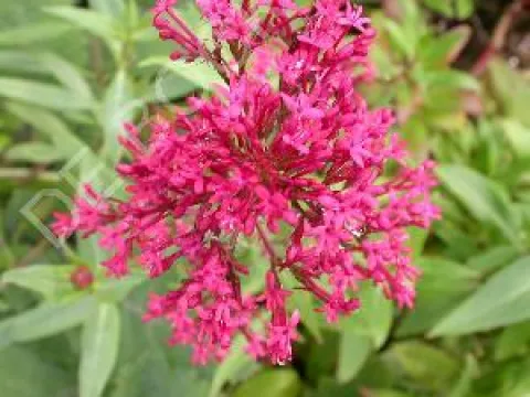 Centranthus ruber 'Coccineus'