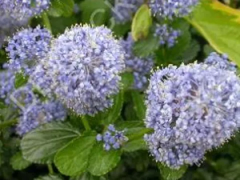 Ceanothus thyrsiflorus var. repens