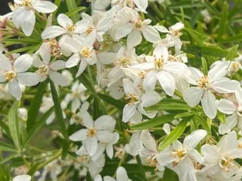 Choisya ternata 'Aztec Pearl'