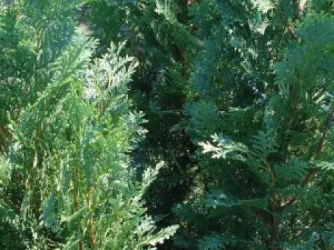 Chamaecyparis lawsoniana 'Columnaris'