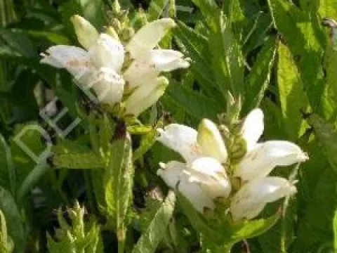 Chelone obliqua 'Alba'
