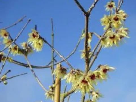 Chimonanthus praecox