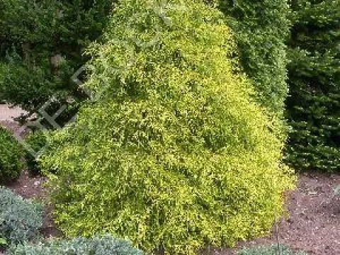 Chamaecyparis pisifera 'Filifera Aurea'