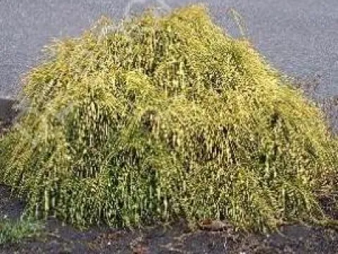 Chamaecyparis pisifera 'Filifera Nana'