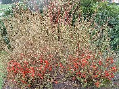 Chaenomeles superba 'Crimson & Gold'