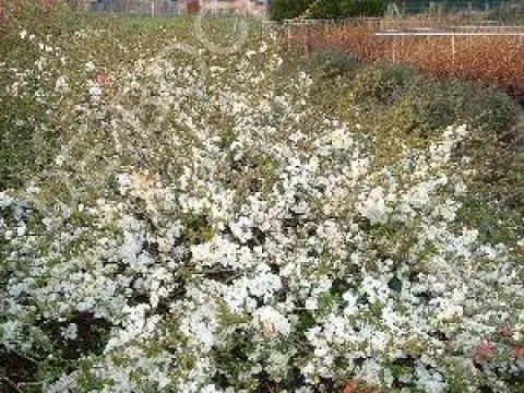 Chaenomeles superba 'Jet Trail'