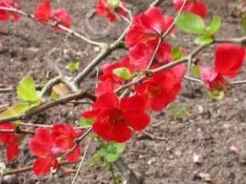 Chaenomeles superba 'Nicoline'