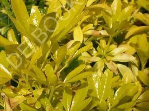 Choisya ternata 'Sundance'