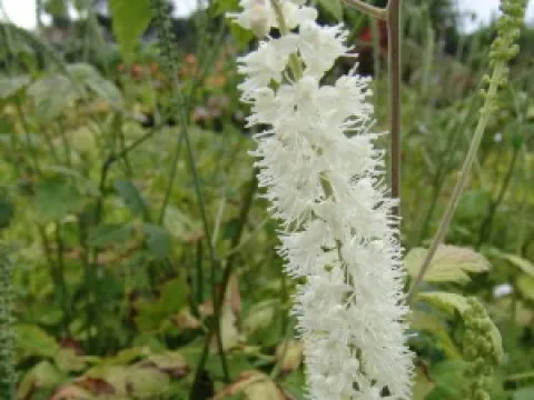 Cimicifuga simplex 'White Pearl'
