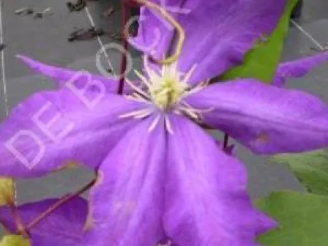 Clematis 'Daniel Deronda'